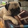 navygirlandhpug